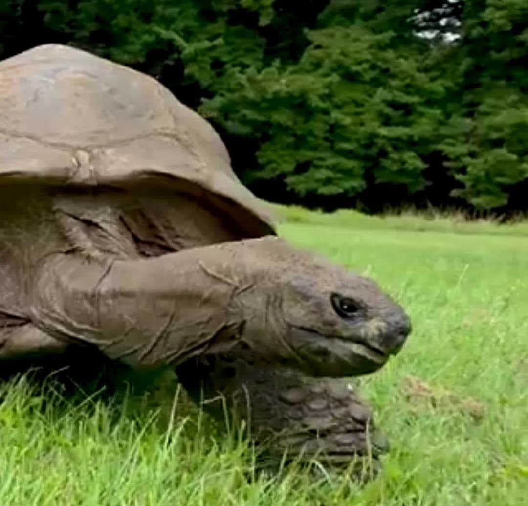 Meet Jonathan, the 194-year-old tortoise rewriting the record books