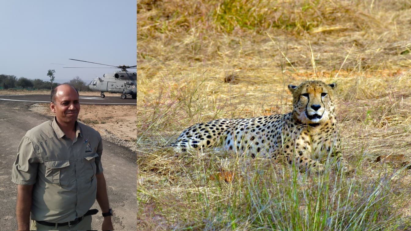 The real measure of Project Cheetah’s success ‘lies beyond the noise’