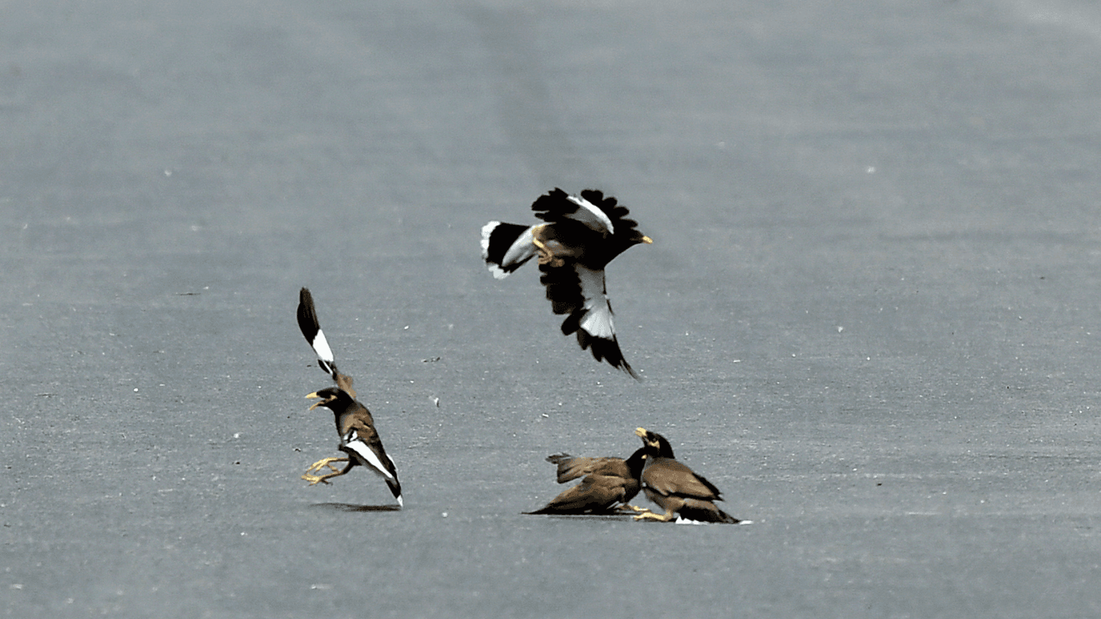 Scorching Delhi heat leaves birds falling, street animals fighting survival