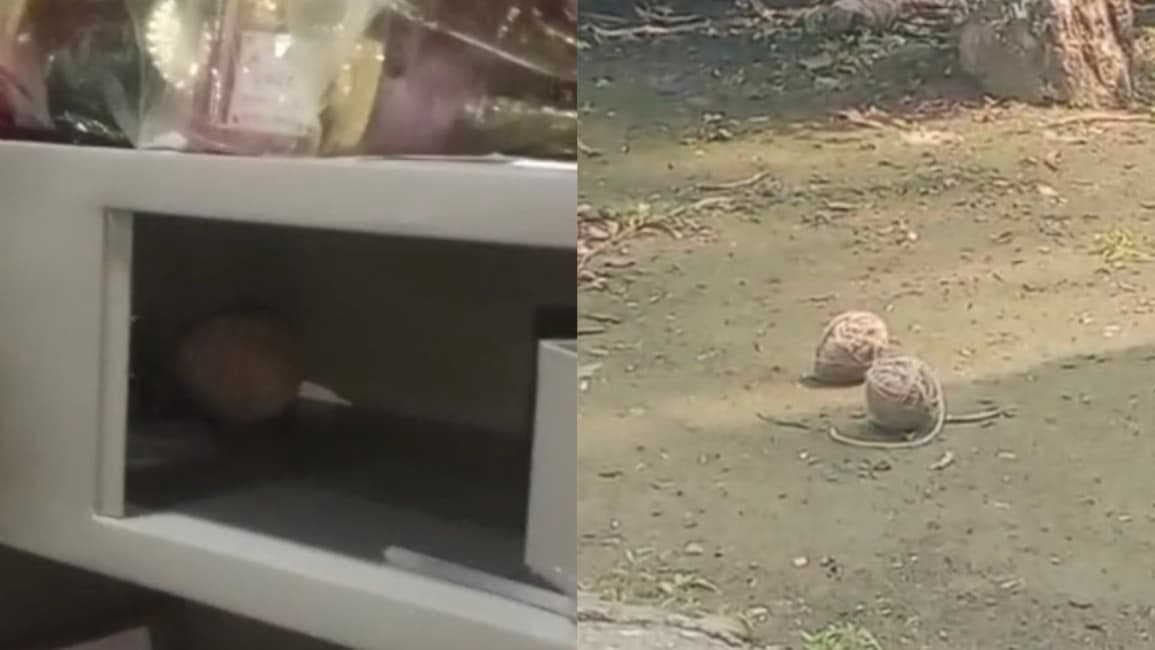 ABVP recovers bombs from Birbhum college union room, allegations levelled against TMC-linked figures