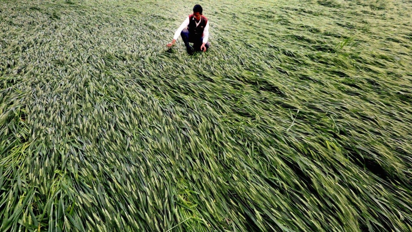 Kharif sowing down 21% as weak monsoon delays paddy, pulses and oilseeds