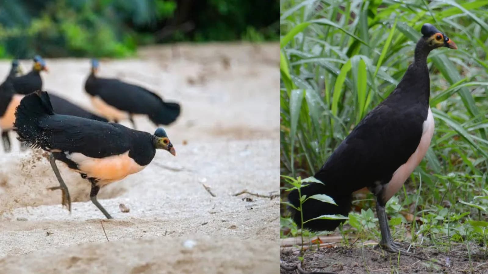 This rare bird uses volcanoes as natural incubators—and it’s incredible